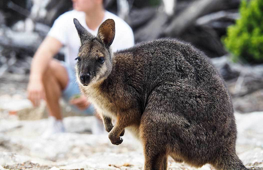 /pt/noticia/post/por-que-estudar-no-sul-da-australia