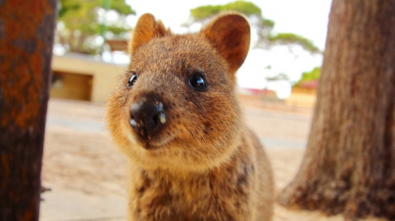 Top 5 Things to Do in Perth