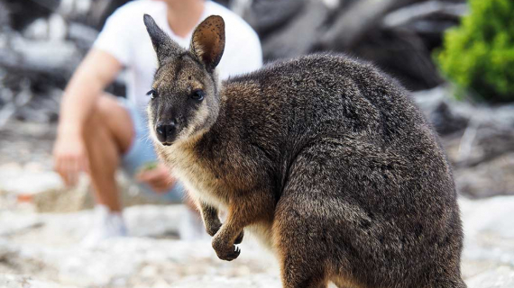 Why Study in South Australia?